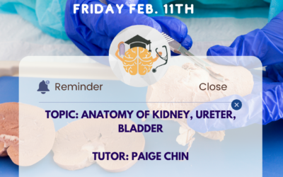 UG- Anatomy of Kidney, Ureter and Bladder
