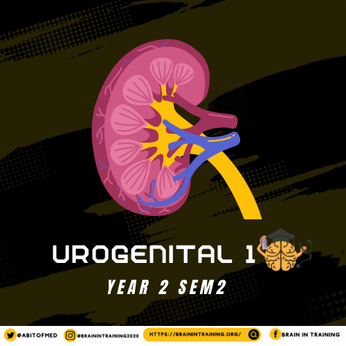 Urogenital System: Part 1 Bundle